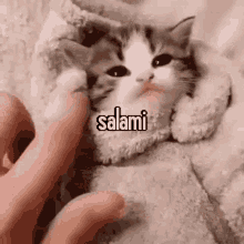 Animals With Captions Salami Cat GIF - Animals With Captions Salami Cat Kitten GIFs