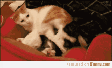 cat gif kick get out