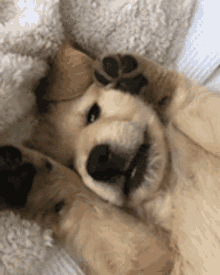 Shy Puppy GIF - Shy Puppy Golden Retriever GIFs