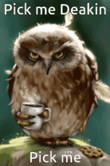 pick me deakin pick me coffee owl nocturnal coffee owl