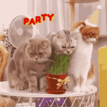 party cats birthday cats surinoel birthday party
