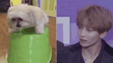 Jeonghan Yoon Jeonghan GIF - Jeonghan Yoon Jeonghan Vibrating Dog GIFs