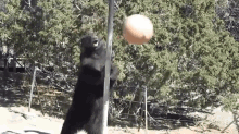 Bearly Tether Ball GIF - Bear Tether Ball GIFs