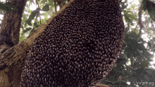 Bees Fud GIF - Bees Fud Bee Hive GIFs