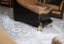 I'M Gonna Get You! GIF - Puppy Dog Chase GIFs