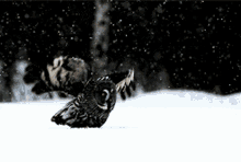 Bird Of Prey Owl GIF - Bird Of Prey Owl Great Grey Owl GIFs
