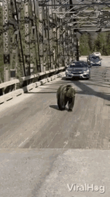 bear viralhog large grizzly calmly crosses bridge crossing bridge slow