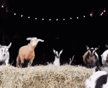 Ocg Werebaaad GIF - Ocg Werebaaad Goats GIFs