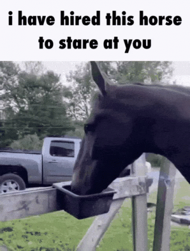Horse Stare GIF Horse Stare Hired Discover Share GIFs Horse Stare GIF Horse Stare Hired Discover Share GIFs