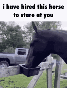 Horse Stare GIF - Horse Stare Hired GIFs