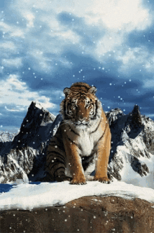 tigermountain snowfall winter bengaltiger