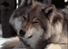 Wolf Confused GIF - Wolf Confused What GIFs