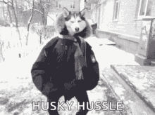 Husky Hussle Huskies GIF - Husky Hussle Husky Huskies GIFs