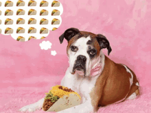Taco Day Dreaming About Tacos GIF - Taco Day Dreaming About Tacos Dogs GIFs