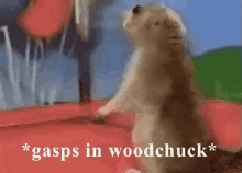 Gasps In GIF - Gasps In Woodchuck GIFs