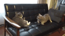 Cats Fight GIF - Cats Fight Cat Fight GIFs