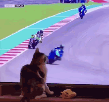 Cat Race Cats GIF - Cat Race Cat Cats GIFs