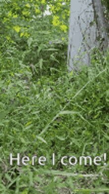 Cat Here I Come GIF - Cat Here I Come On My Way GIFs
