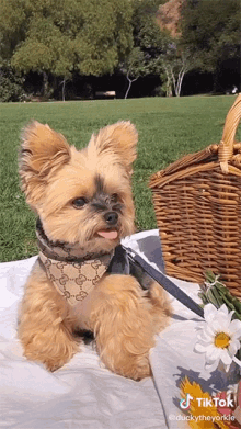 yorkie dog cute picnic sunny day