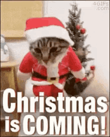santa claus is coming to town santa kitten cats funny animals santa suit