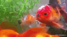 Goldfish Na GIF - Goldfish Na Fish GIFs