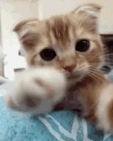 Cat Paw GIF - Cat Paw Pawing GIFs