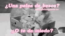 Cat Besos GIF - Cat Besos Love GIFs