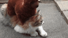 Llama Massage GIF - Cat Cats Llama GIFs