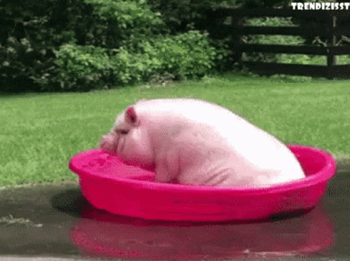 Bath Pig GIF - Bath Pig Pool Party GIFs