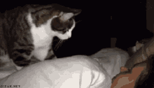 Get Up Human GIF - Wake Up Cat Good Morning GIFs