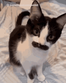 Cat Moustache GIF - Cat Moustache Kitty GIFs
