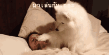 ซามอยด์ มาเล่นกันเถอะ GIF - Samoyed Play With Me Wake Up GIFs