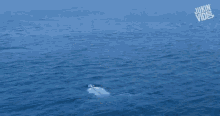 Back Flip Whale GIF - Back Flip Flip Whale GIFs