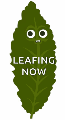 Leafing Now Shk GIF - Leafing Now Shk Simple Happy Kitchen GIFs