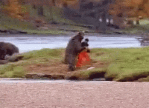 Bear Fight GIF - Bear Fight Kung Fu - Discover & Share GIFs
