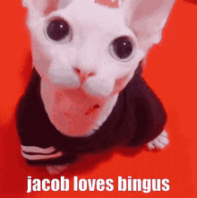 jacob loves bingus