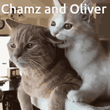 Chamz And Oliver Rmit GIF - Chamz And Oliver Chamz Oliver GIFs