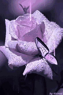 Rose Purple GIF - Rose Purple Butterfly GIFs