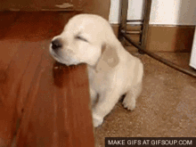 Ace Dog GIF - Ace Dog Sleep GIFs