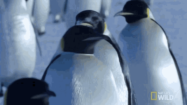 marching-penguins-national-geographic.gif