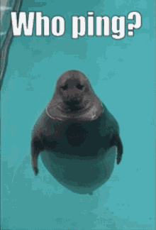 Who Ping Seal GIF - Who Ping Seal Ping GIFs