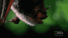 Hide Worlds Weirdest GIF - Hide Worlds Weirdest Bat Appreciation Day GIFs