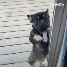 Let Me In The Pet Collective GIF - Let Me In The Pet Collective Cute GIFs