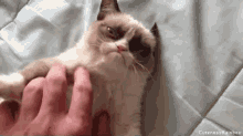 Grumpy Cat Mad Day GIF - Grumpy Cat Mad Day Not Today Human GIFs