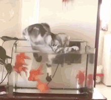 Cat Aquarium Cat Fail GIF - Cat Aquarium Cat Fail Cat Failing GIFs