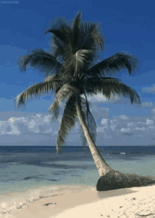 Palm Tree Palmier GIF - Palm Tree Palmier Sea GIFs