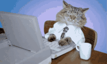 Funny Turkey Cat GIF - Funny Turkey Cat Typing GIFs