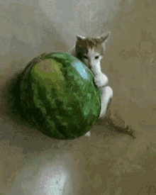 happy watermelon day national watermelon day cats funny animals pets