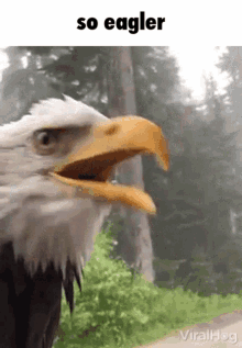 So Eagler Eagler GIF - So Eagler Eagler Eagle Being Proud GIFs