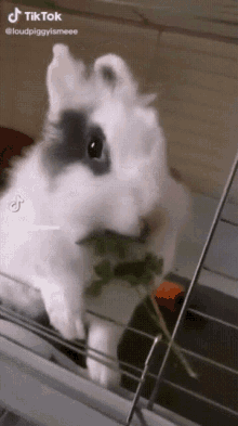 eating rabbit